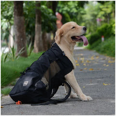 A golden retriever sits on a path wearing a black breathable mesh dog carrier backpack.