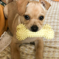 Indestructible Pet Chew Toy