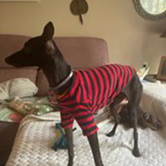 A black dog wears a red and black striped long-sleeved cotton sweater.