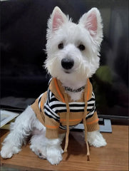 A Westie dog wears a tan and white striped hooded sweater with orange accents.