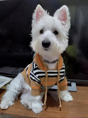 A white West Highland Terrier wears a tan and black striped hooded sweater with orange accents.