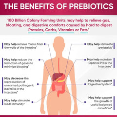 An infographic showing the digestive system and the health benefits of prebiotics.