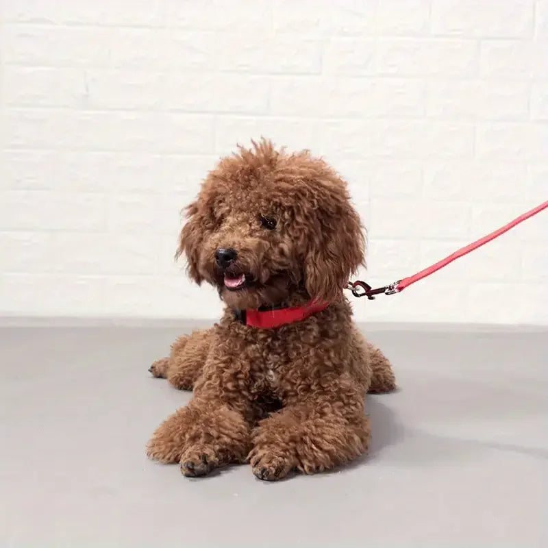 LED glow dog collar and safety night leash by Showlu Smart General, illuminated for visibility during nighttime walks.