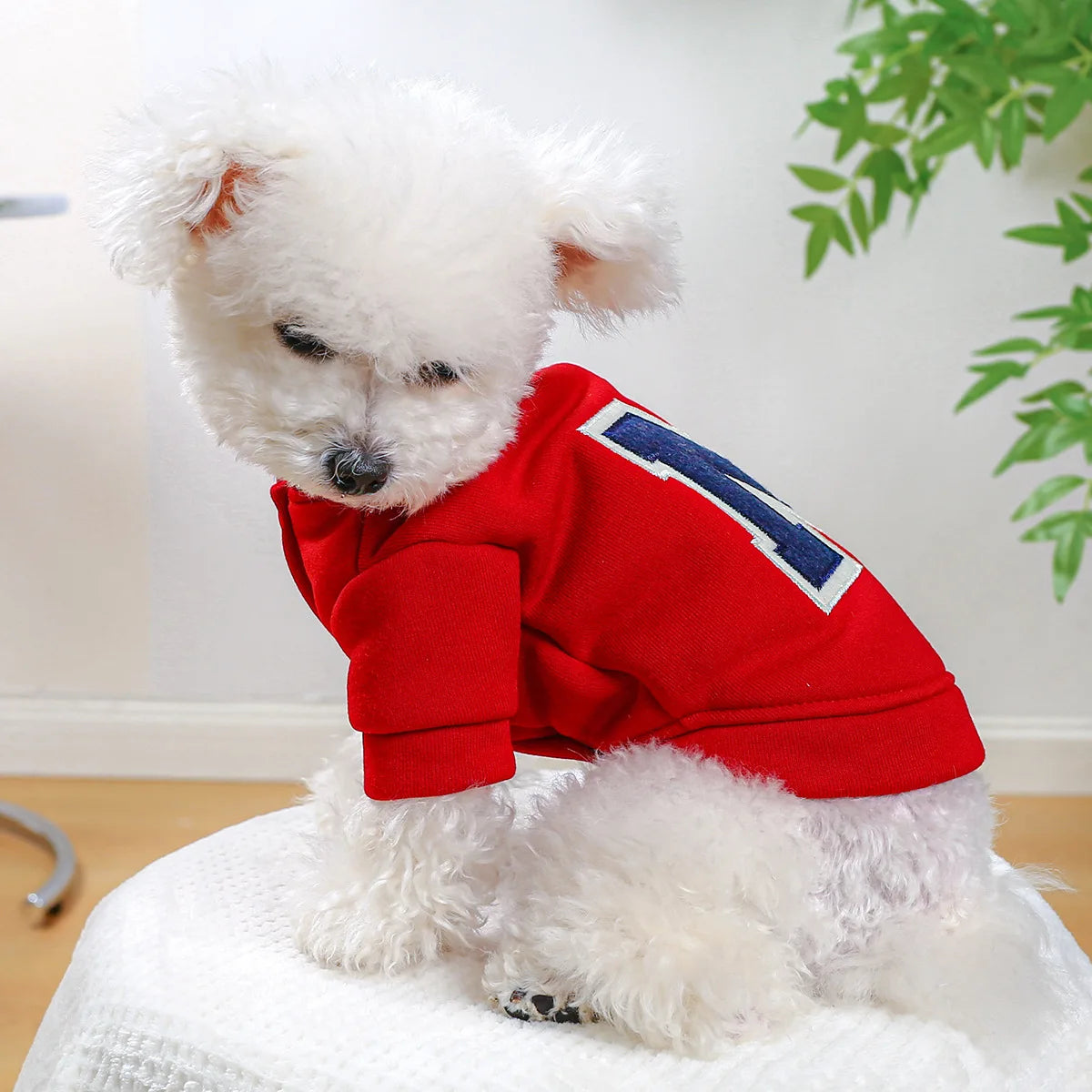 A small white dog wears a red hooded sweatshirt with a blue letter R on the back.
