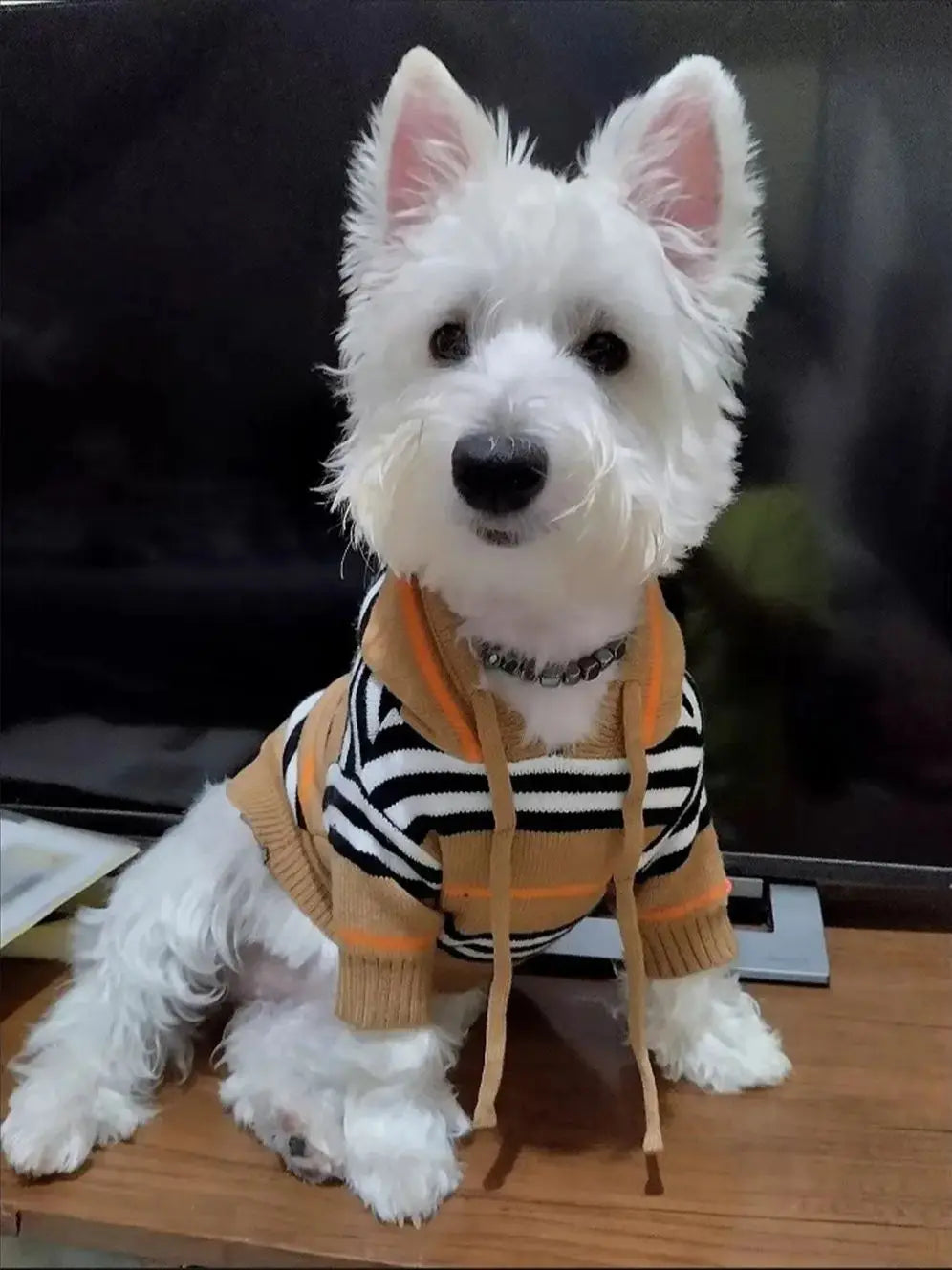 Striped Showlu Fashion dog sweater made of 100% cotton, cozy pet pullover for dogs, warm and comfortable for outdoor walks.