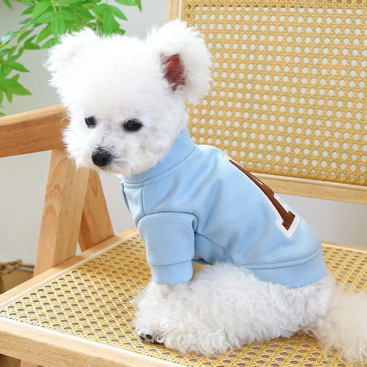 A small white dog wearing a light blue long-sleeved hoodie with a brown letter R on the back.
