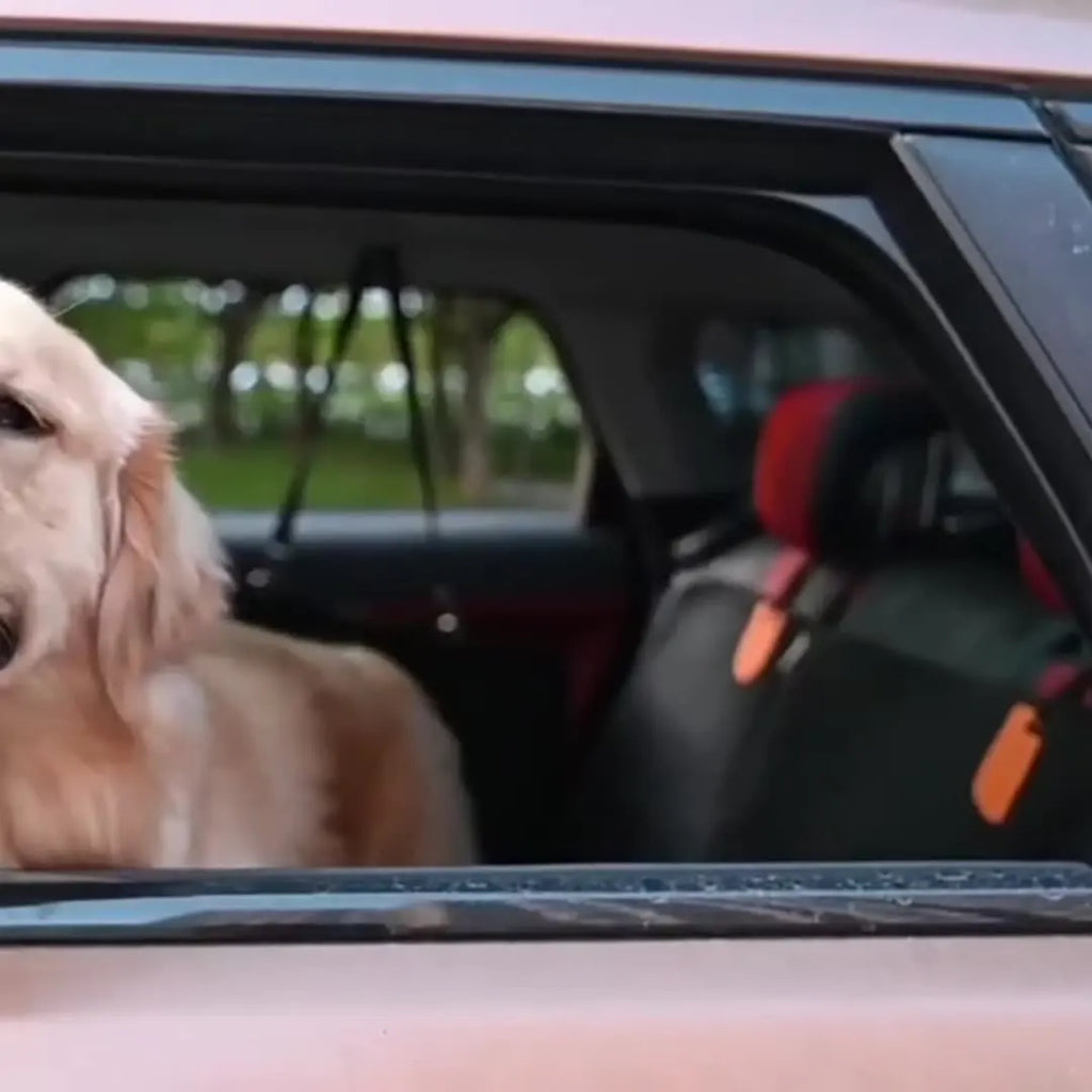 Waterproof nylon pet car seat cushion by Showlu Fashion Store, designed for rear seats, providing comfort for dogs during car rides.