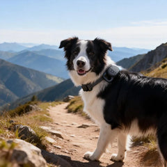 A black and white border collie stands on a mountain trail wearing a small black GPS tracking tag.