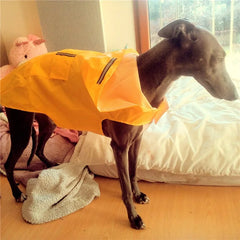 A grey dog wearing a bright yellow waterproof raincoat with reflective stripes.