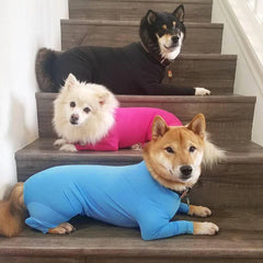 Three dogs wearing solid-colored, four-legged polyester onesies while resting on wooden stairs.