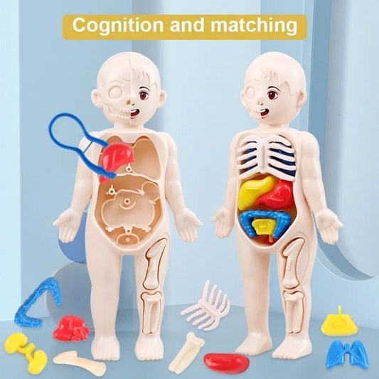 Showlu Fashion Store Human organ structure model  14 piece 14Pcs Set Human Organ Model Children DIY Assembled Medical Early Science And Education Toys