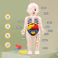 Showlu Fashion Store Human organ structure model  14 piece 14Pcs Set Human Organ Model Children DIY Assembled Medical Early Science And Education Toys