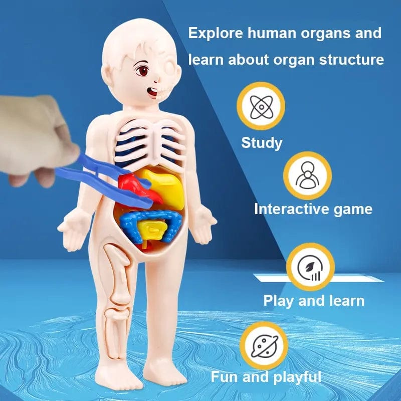 Showlu Fashion Store Human organ structure model  14 piece 14Pcs Set Human Organ Model Children DIY Assembled Medical Early Science And Education Toys