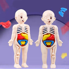 Showlu Fashion Store Human organ structure model  14 piece 14Pcs Set Human Organ Model Children DIY Assembled Medical Early Science And Education Toys