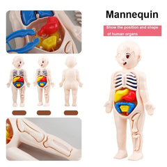 Showlu Fashion Store Human organ structure model  14 piece 14Pcs Set Human Organ Model Children DIY Assembled Medical Early Science And Education Toys