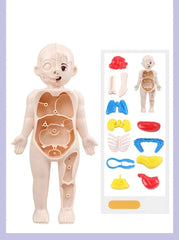 Showlu Fashion Store Human organ structure model  14 piece 14Pcs Set Human Organ Model Children DIY Assembled Medical Early Science And Education Toys